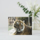 Bengalisch Tiger Postkarte (Stehend Vorderseite)