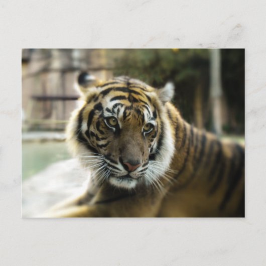Bengalisch Tiger Postkarte (Vorderseite)