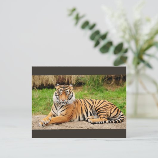 Bengalisch Tiger Postkarte (Stehend Vorderseite)
