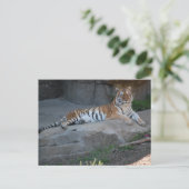 Bengalisch Tiger Postkarte (Stehend Vorderseite)