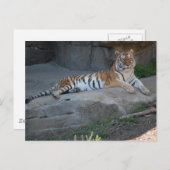 Bengalisch Tiger Postkarte (Vorne/Hinten)