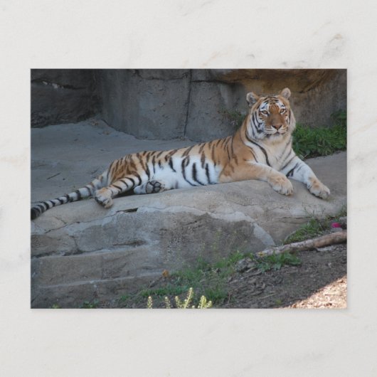 Bengalisch Tiger Postkarte (Vorderseite)