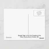 Bengalisch Tiger Postkarte (Rückseite)
