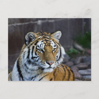 Bengalisch Tiger Postkarte