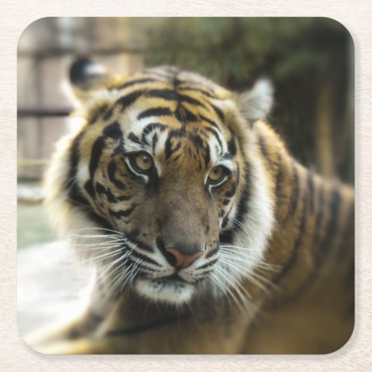 Bengalisch Tiger Rechteckiger Pappuntersetzer (Vorderseite)