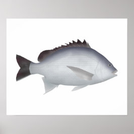 Bengalisch Yellowfin Seabream Poster