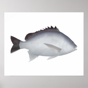 Bengalisch Yellowfin Seabream Poster