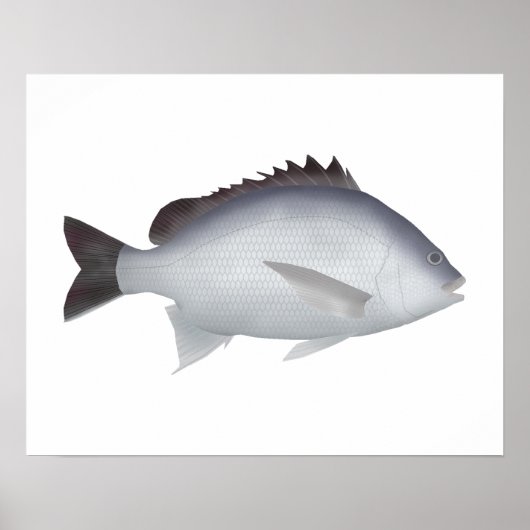 Bengalisch Yellowfin Seabream Poster (Vorne)
