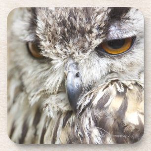 Bengalische Adler-Eule Untersetzer