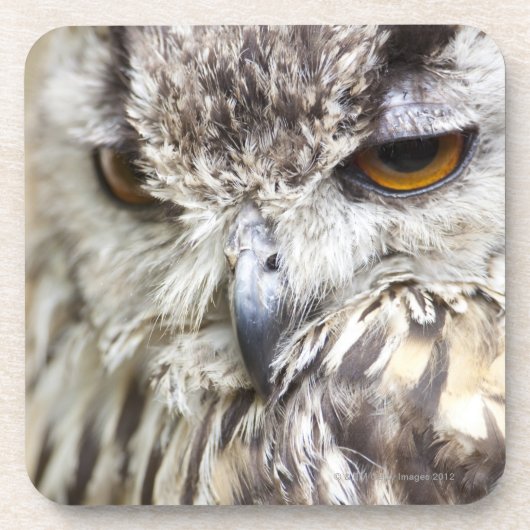Bengalische Adler-Eule Untersetzer (Vorderseite)