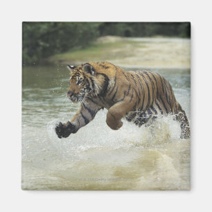 Bengalische Aufladung des Tigers (Panthera der Magnet
