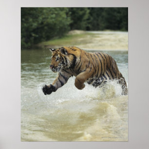 Bengalische Aufladung des Tigers (Panthera der Poster