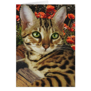 Bengalische Karten und Aufkleber