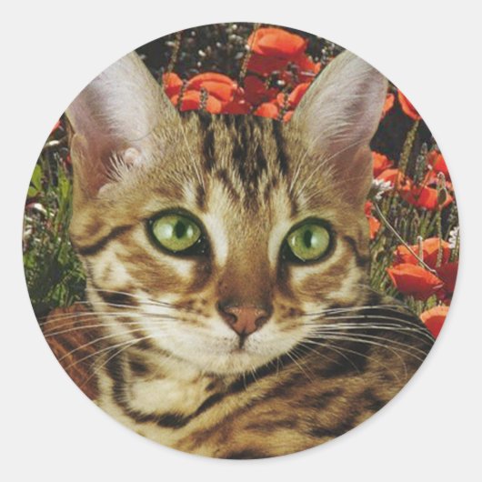 Bengalische Karten und Sticker (Vorderseite)