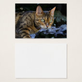 Bengalische Katze (Vorne & Hinten)