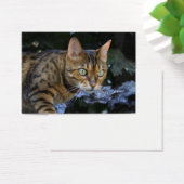 Bengalische Katze (Schreibtisch)