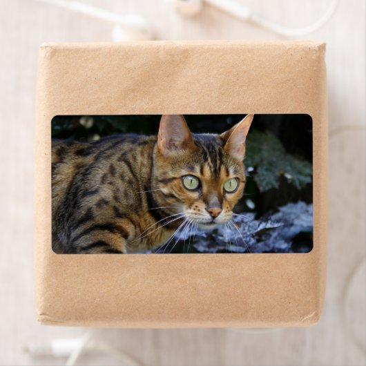 Bengalische Katze (Insitu)