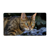 Bengalische Katze (Vorne)