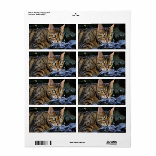 Bengalische Katze (Vorne)