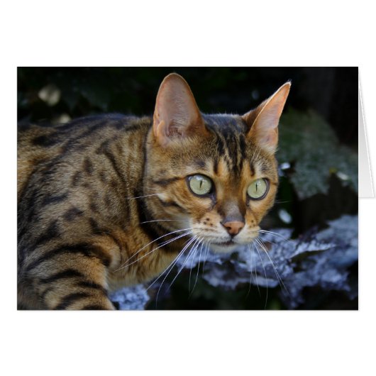 Bengalische Katze (Vorderseite (Horizontal))