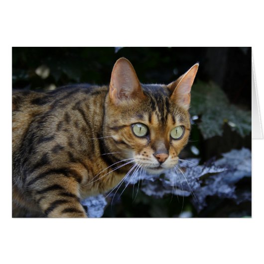Bengalische Katze (Vorderseite (Horizontal))