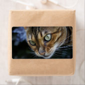 Bengalische Katze (Insitu)