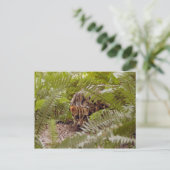 Bengalische Katze 003 Postkarte (Stehend Vorderseite)