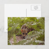 Bengalische Katze 003 Postkarte (Vorne/Hinten)