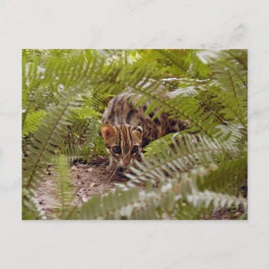Bengalische Katze 003 Postkarte (Vorderseite)