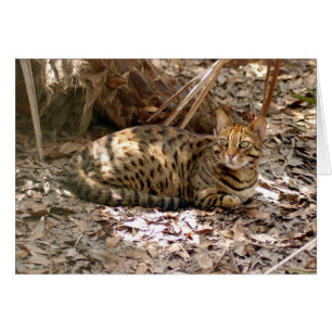 Bengalische Katze 013