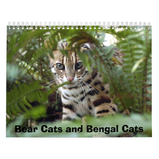 Bengalische Katze 022, Bärn-Katzen und bengalische Kalender (Titelbild)