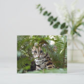 Bengalische Katze 022 Postkarte (Stehend Vorderseite)