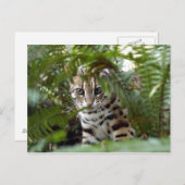 Bengalische Katze 022 Postkarte (Vorne/Hinten)