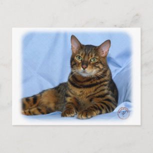 Bengalische Katze 9W052D-018 Postkarte
