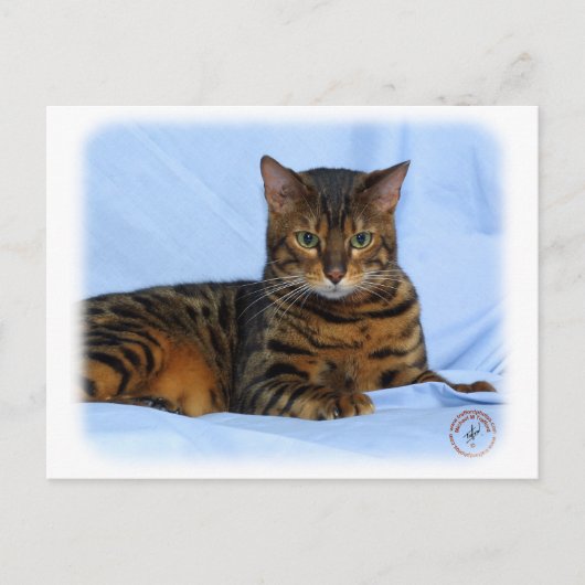 Bengalische Katze 9W052D-023 Postkarte (Vorderseite)