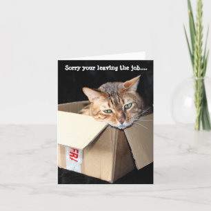 Bengalische Katze Grüße Karte "Sorry, Ihr verlass.