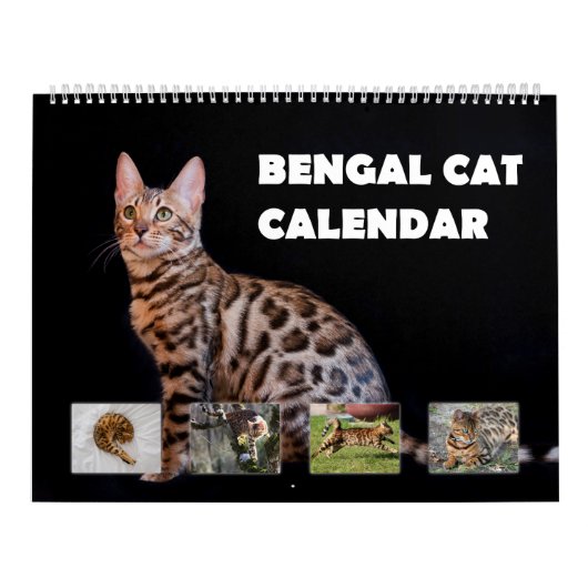 Bengalische Katze Kalender (Titelbild)