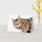 Bengalische Katze liegt Karte (Gelbe Blume)