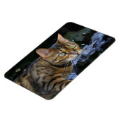 Bengalische Katze Magnet (Linke Seite)