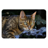 Bengalische Katze Magnet (Horizontal)