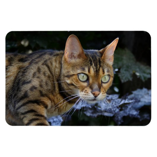 Bengalische Katze Magnet (Horizontal)