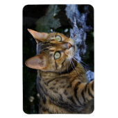 Bengalische Katze Magnet (Vertikal)