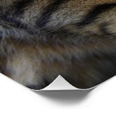 Bengalische Katze Poster (Ecke)