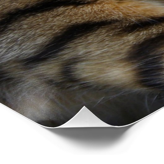 Bengalische Katze Poster (Ecke)