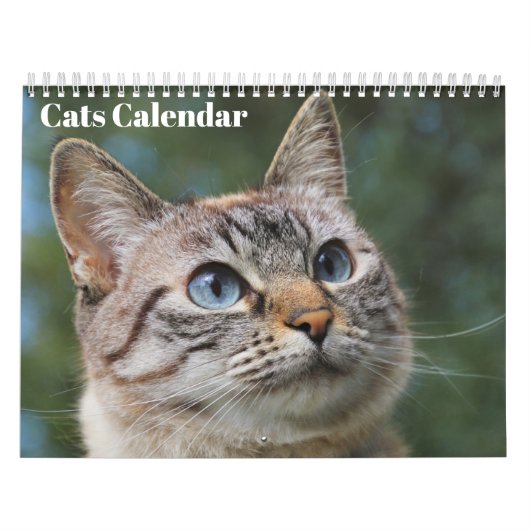 Bengalische Katzen - Kalender 2025 (Titelbild)