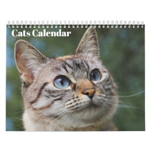 Bengalische Katzen - Kalender 2025
