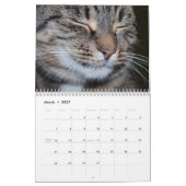 Bengalische Katzen - Kalender 2025 (Mär 2027)