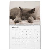 Bengalische Katzen - Kalender 2025 (Mär 2027)