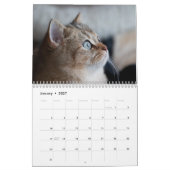 Bengalische Katzen - Kalender 2025 (Jan 2027)