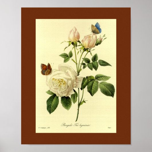 Bengalische Rose 16 X 20 Poster (Vorne)